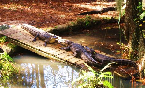 Okefenokee Swamp Animals