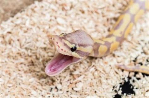 Ball Python Food Guide- How to feed a python? - Pets & Animals