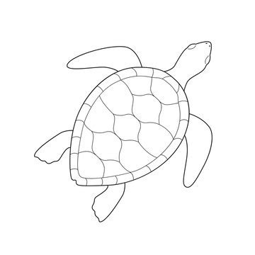 Sea Turtle Outline Images – Browse 8,799 Stock Photos, Vectors, and ...