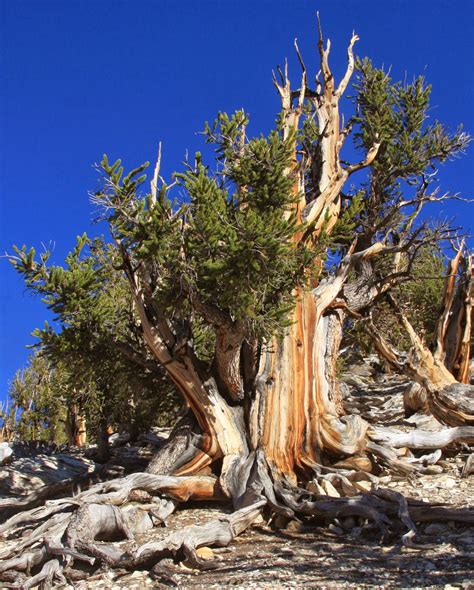 Descubre TU MUNDO: Curiosidades: Pinus Longaeva -el árbol más antiguo ...