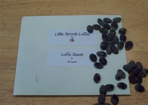 Luffa Seeds, Loofah Seeds by Little Sprouts - Etsy