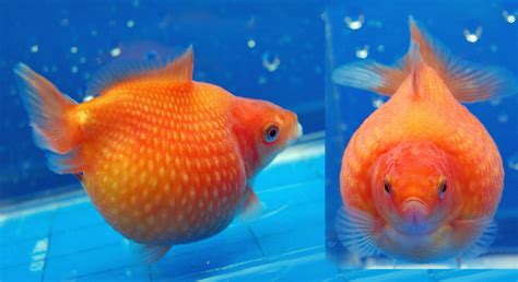 How To Choose Pearlscale - Pearlscale Goldfish