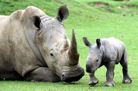 Baby White Rhino Plays With Mom Picture | Cutest baby animals from ...