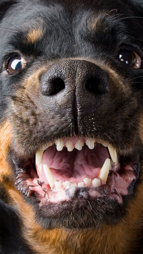 Rottweiler Angry Wallpaper