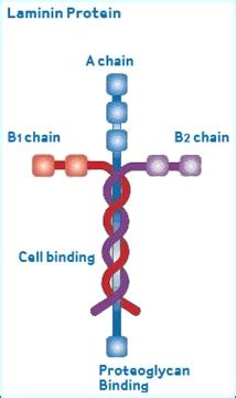 Laminin protein structure