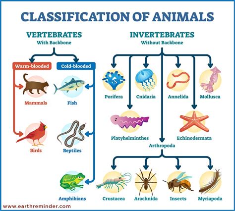 What Are the Classification of Animals? | Earth Reminder