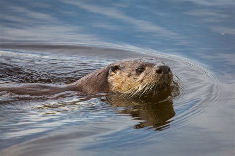 River Otter Swimming Free Stock Photo - Public Domain Pictures