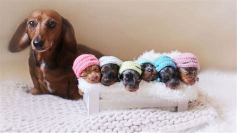 Dachshund Puppy Photo Shoot Is So Doggone Cute - ABC News