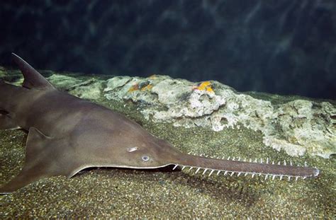 Sawfish - Alchetron, The Free Social Encyclopedia