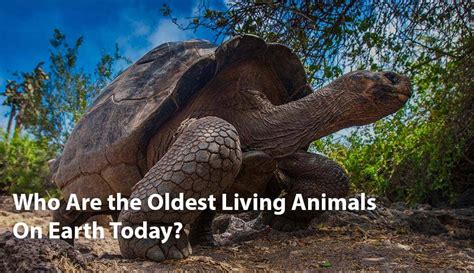 Oldest Living Animals | Oldest Animals on Earth | AZ Animals