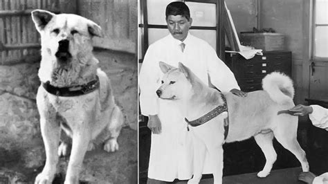 Hachiko A Dogs Story Full Movie In Hindi Dubbed - Story Guest