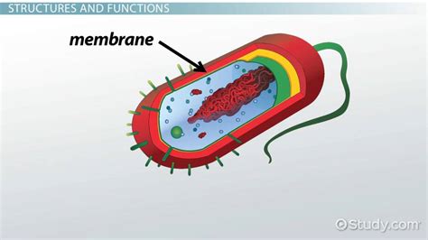 Bacteria Cell Wall & Cell Membrane | Overview & Function - Lesson ...