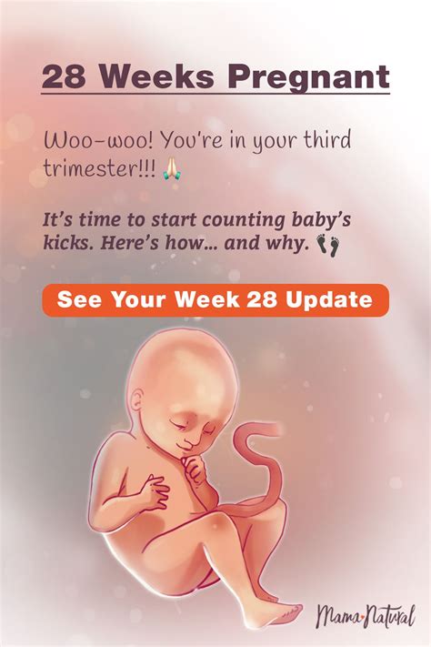 How Many Times Should A Baby Kick At 28 Weeks - Baby Viewer