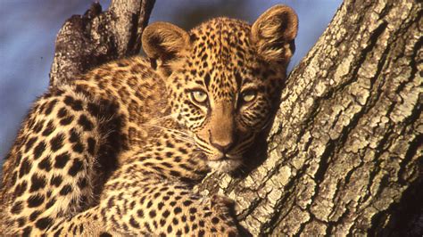 Revealing the Leopard | Figuring Out How the Leopard Got its Spots ...