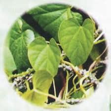 variety of herbal plants: Brotowali (Tinospora crispa [L.] Miers.)