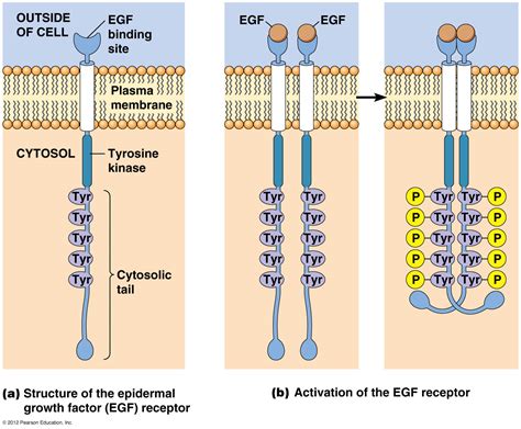 Receptor tyrosine kinases