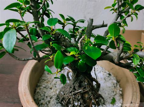 Percubaan Pertama Jadikan Pokok Ara Sebagai Pokok Bonsai Dalam Rumah