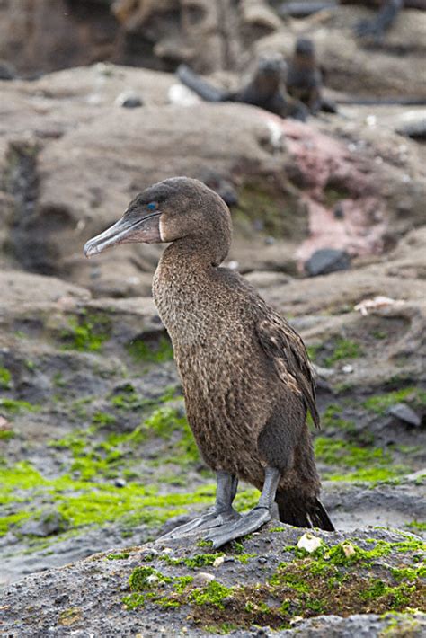 Flightless Cormorant (Phalacrocorax harrisi)