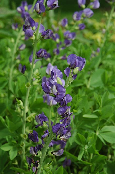 Blue Wild Indigo (Baptisia australis) in Boston Hopkinton Chelmsford ...