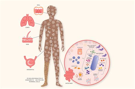 The Symbiotic Relationship of the Microbiome and Host