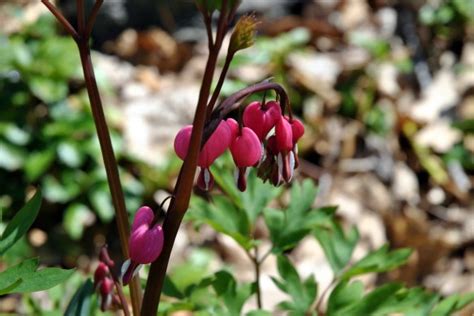 Dicentra spectabilis | chestercountyramblings