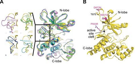 Fig. S3. Modeling of the structural effects of JAK2 mutations. (A ...