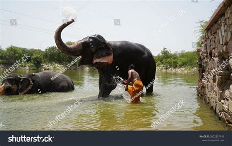 Hathi Photos and Images | Shutterstock