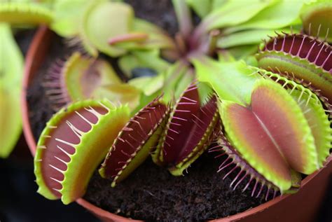 How to Care for a Venus Flytrap Properly