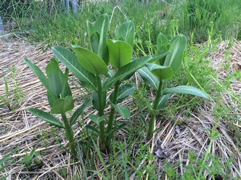 Common Milkweed | Integrated Crop Management