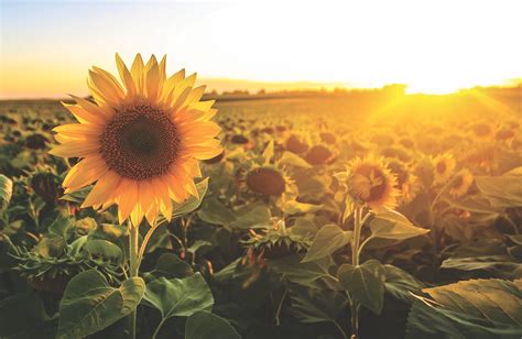 Adventures in Bloom: Sunflower Fields to Explore Around Northeast Ohio