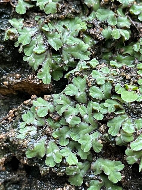 Complex thallose liverworts in August 2021 by Glenn Ehrenberg · iNaturalist