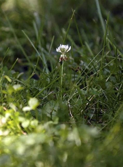 Microclover-grass blends make for eco-friendly lawns - cleveland.com