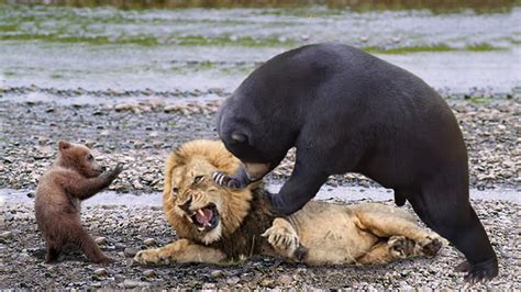 africa wild animals images BIG MISTAKE LION STEAL BABY BEAR - Mother ...