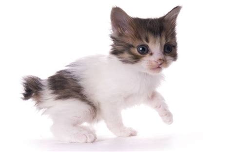 manx kittens for sale craigslist - nathaniel-confalone