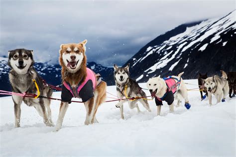 Tromsø: Husky Sled Self-Drive With Traditional Lunch GetYourGuide ...