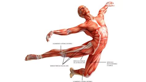 The 7 Most Important Fascia Chains - FASCIA TRAINING ACADEMY