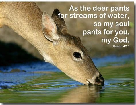 As the deer pants for water... | ~THE BOOK of PSALMS~ | Pinterest ...