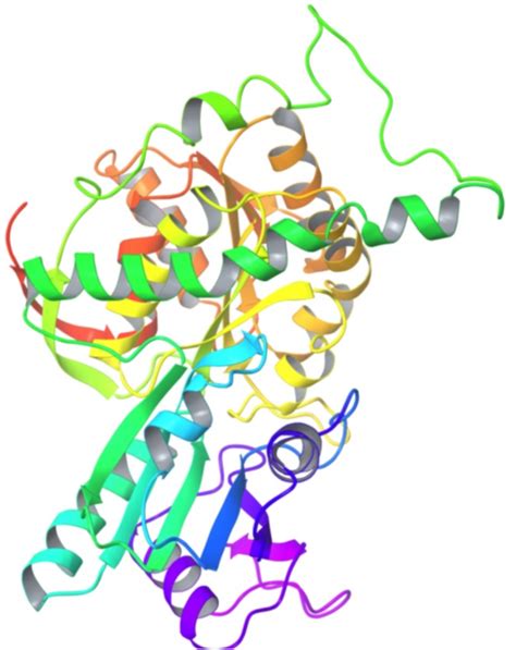 3D structure of pyruvate ferredoxin oxidoreductase after loop ...