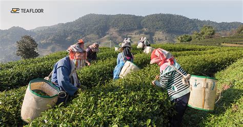 Assam Tea Gardens | All About Tea Gardens in Assam