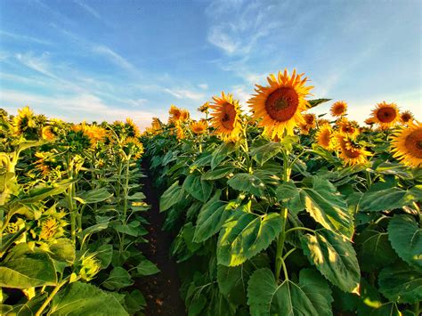 Best Photo Shoot Location: Sunflower Fields - The Aggie