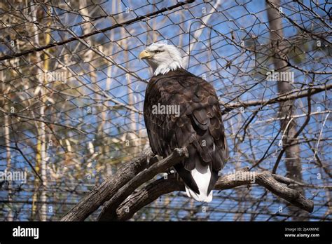 Rear View of Large Eagle Sitting on Branch and Turning Head to the left ...