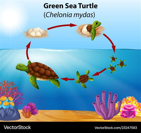 Green sea turtle life cycle Royalty Free Vector Image