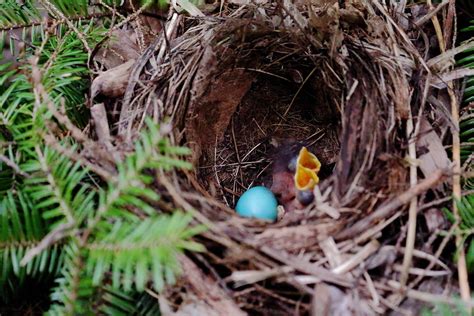 Purple finch nest | July 6th, 2021, Camelot Park, Kentville … | Flickr