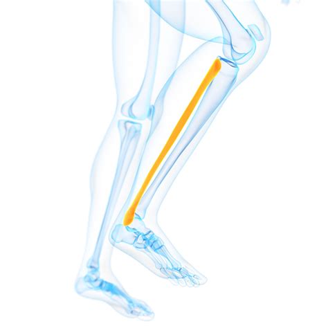 Fibula: Anatomy, Function, and Treatment