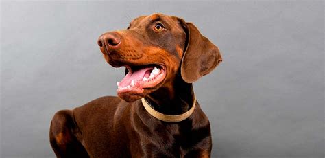 Brown Doberman Care, Genetics, Temperament and Puppies