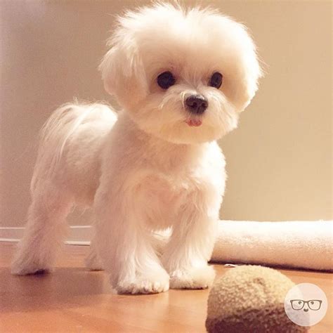 Instagram photo by @milomeetsworld via ink361.com | Maltese puppy ...