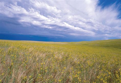 Grasslands Animals And Plants