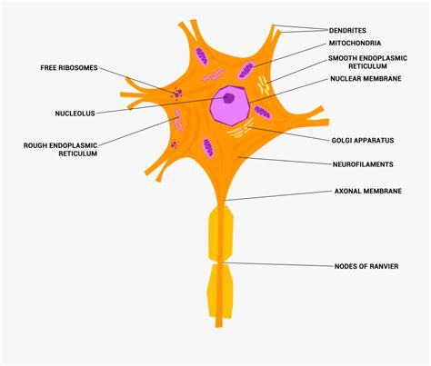 File Neuron Or Cell - Diagram Of Nerve Tissue , Free Transparent ...