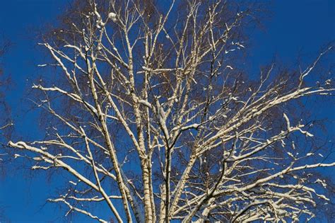 White Birch Tree Snow in Winter Clear Blue Sky. Stock Photo - Image of ...