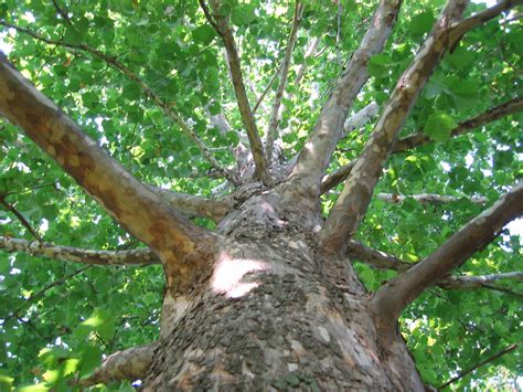 File:Sycamore tree bark.jpg - Wikipedia